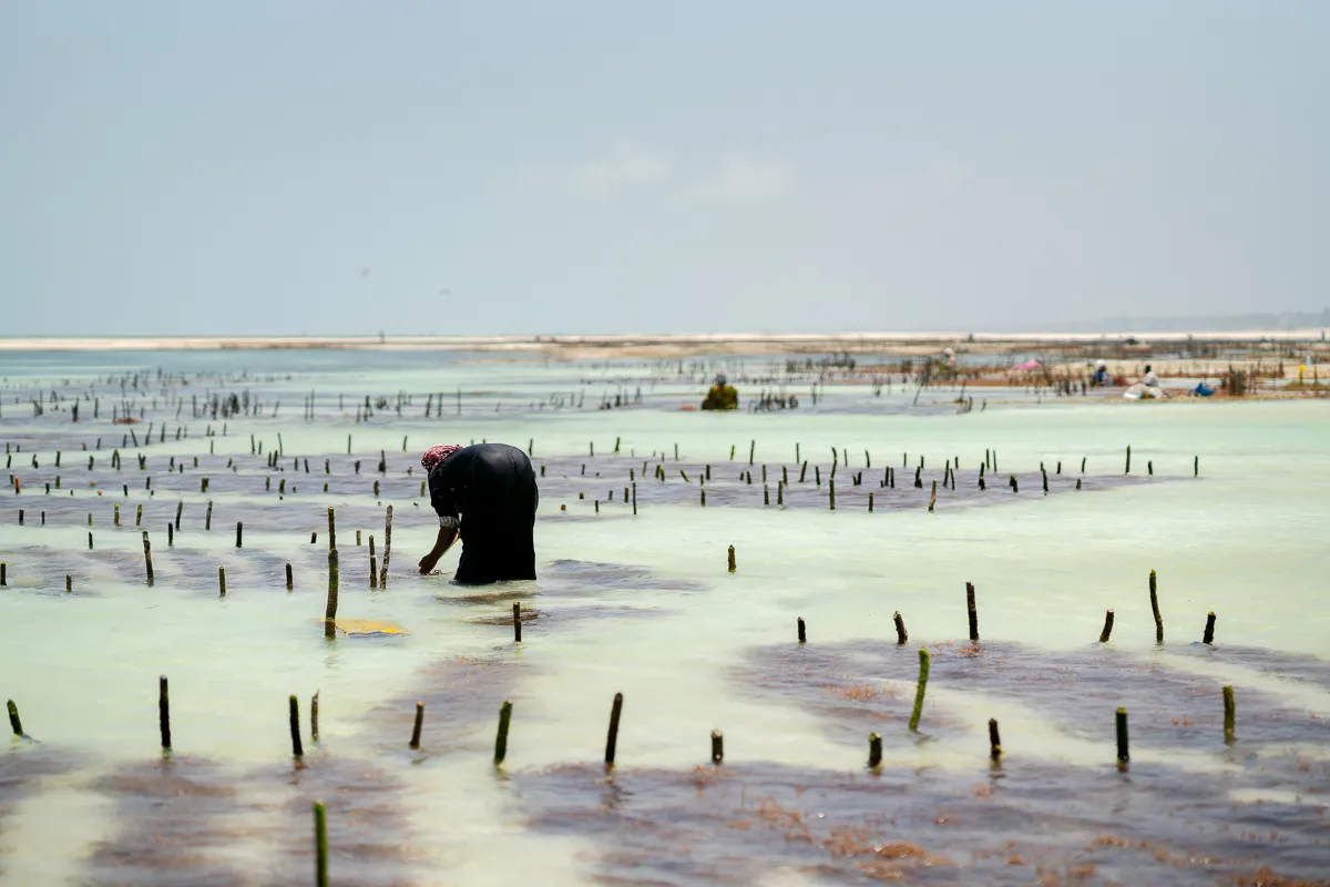 The Beauty of Zanzibar photograph