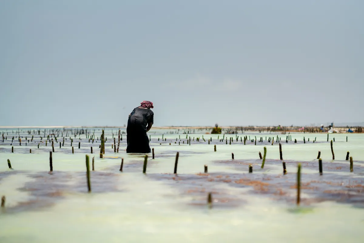 The Beauty of Zanzibar photograph