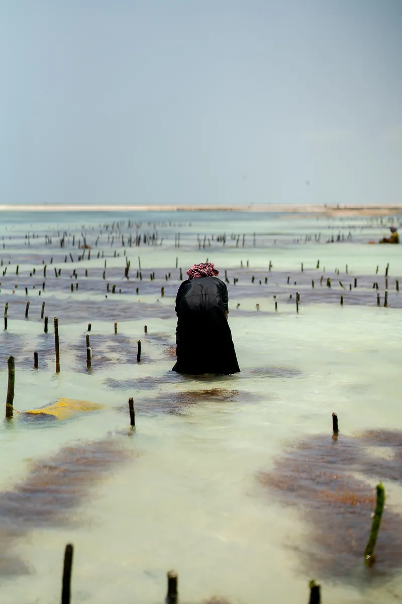 The Beauty of Zanzibar photograph